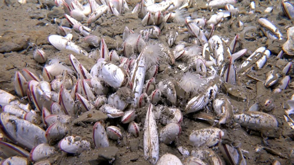 Scientists observed previously unknown species, including clams, in the hadal trenches. - Institute of Deep-sea Science and Engineering/Chinese Academy of Sciences (IDSSE, CAS)