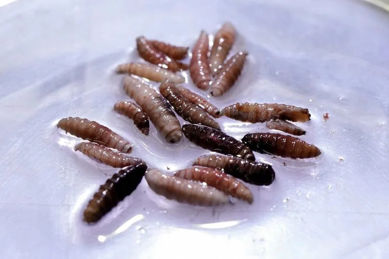 Exclusive-First human screwworm case in US traced to person in Maryland who traveled from Guatemala, sources say