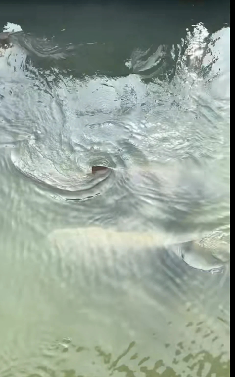 Tourist Gina Athans said there were five lemon sharks and an alligator in the creek (TikTok/@ginaroseathans)