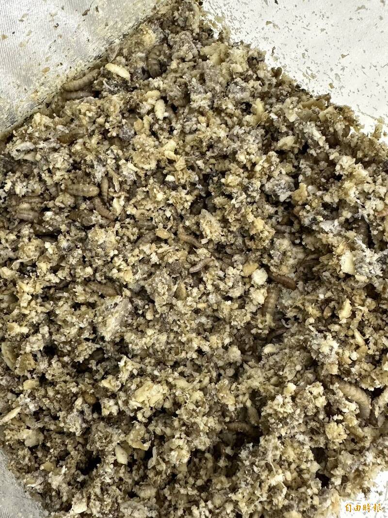 黑水虻從孵化到變成可製作蟲粉的幼蟲約需2週。(記者楊媛婷攝)