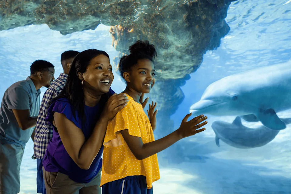 A family sees a dolphin at SeaWorld Orlando