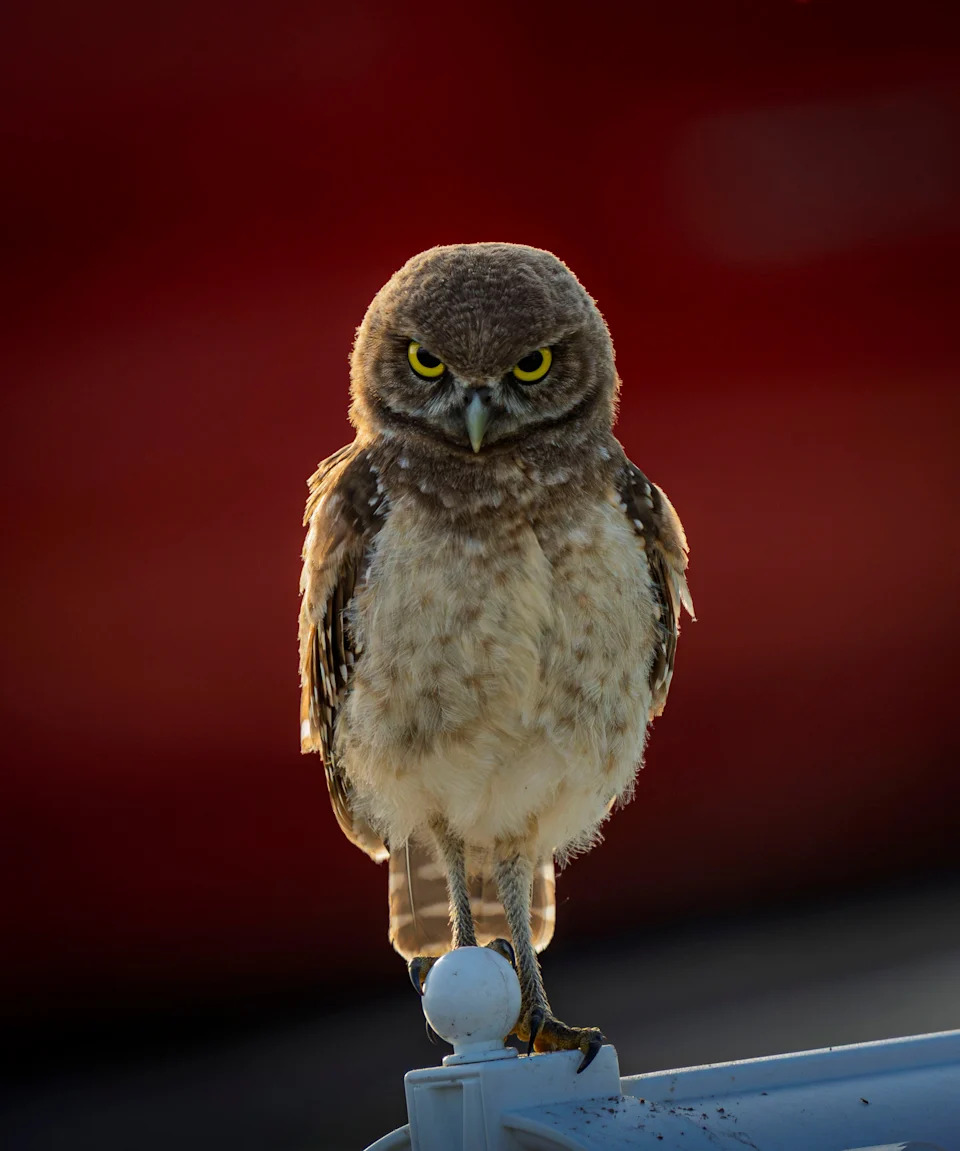 The photographer calls this photo “Hooty McGrumpypants.” It’s a burrowing owl at sunset in central Cape Coral. Taken with a Sony A6600 200-600 Lens.