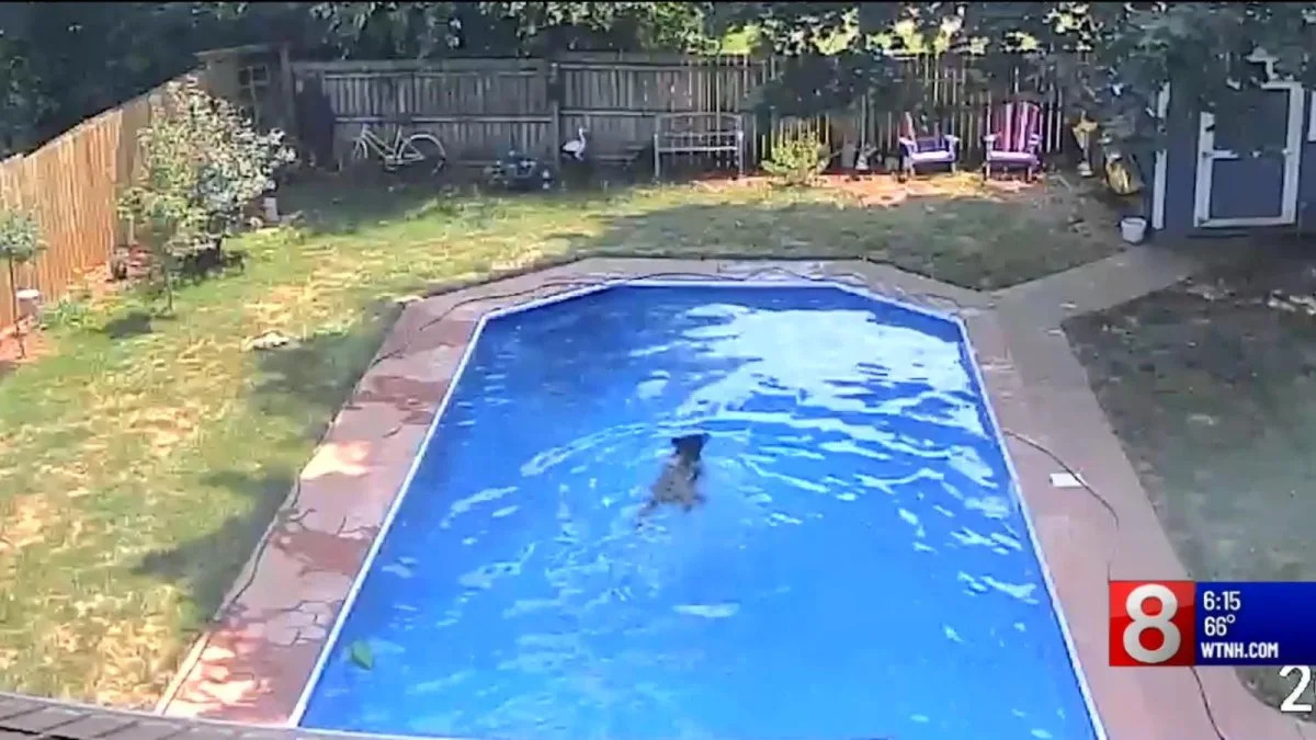 Watch: Bear takes a dip in Connecticut resident's pool