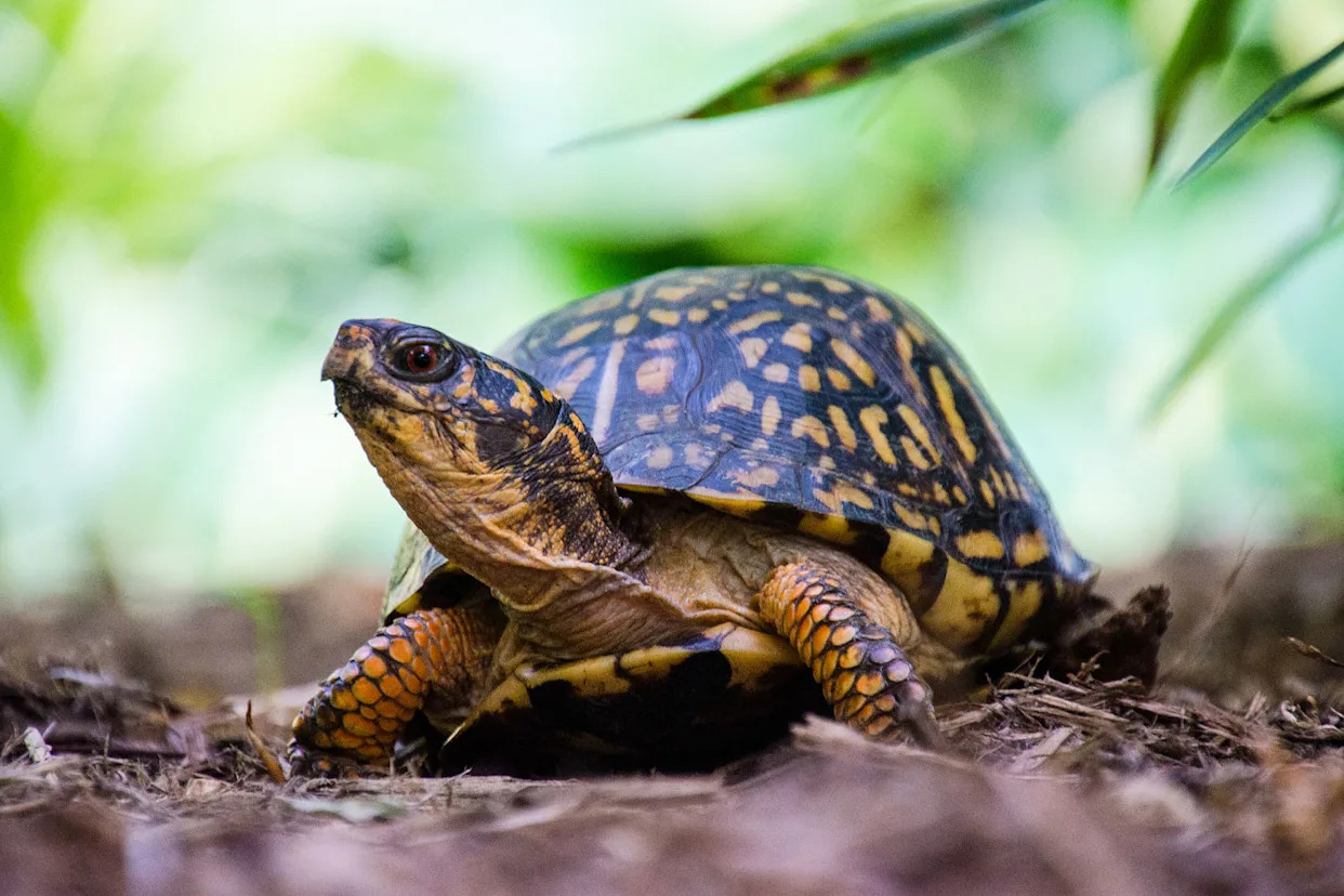 Man faces jail for smuggling turtles worth $1.4 million in socks to Hong Kong