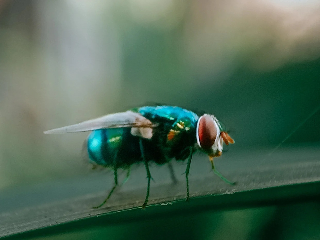 Everything to know about New World screwworm after 1st human case detected in US