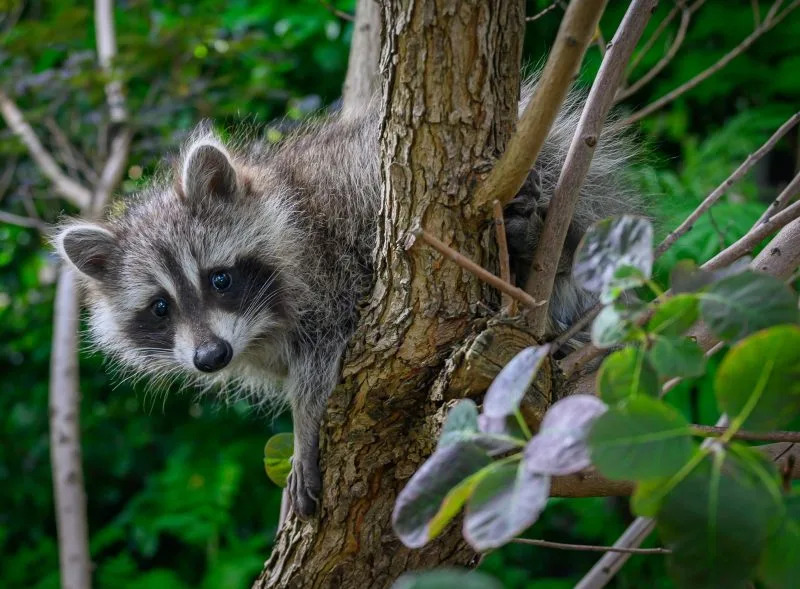 Raccoon tests positive for rabies at Pennsylvania recreational area