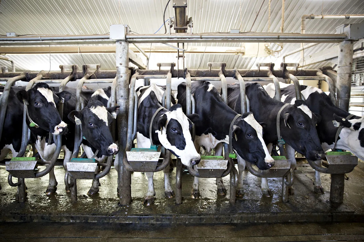 Cow manure just killed 6 workers on a dairy farm. It happens more than you’d think.