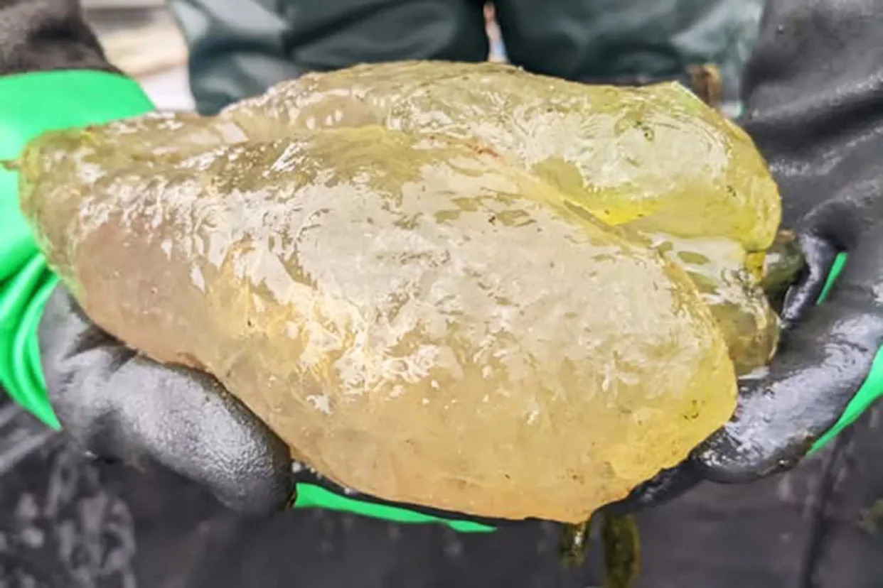 'Cursed Gummy Bear' Blob Creatures Found in Michigan Lake
