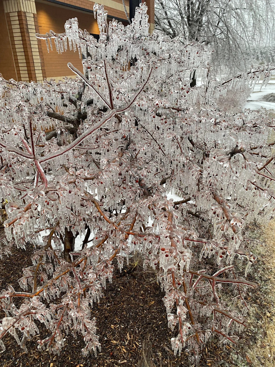 An ice storm leaves a tree coated in Gaylord. March 30, 2025. Photo courtesy of NOAA’s National Weather Service.
