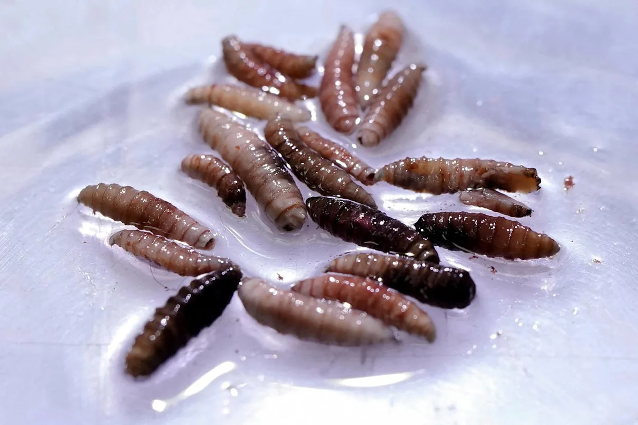First human case of flesh-eating screwworm parasite detected in the U.S.
