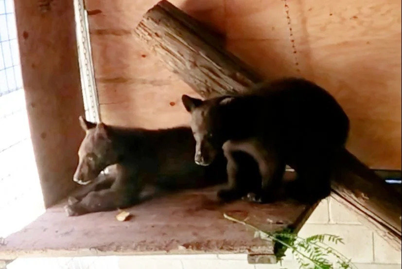 A black bear cub trio was rescued from the hills in Northern California and transported to a wildlife center in Southern California for treatment. One cub was humanely euthanized after suffering pain from malformed extremities and a bullet found embedded in a paw.