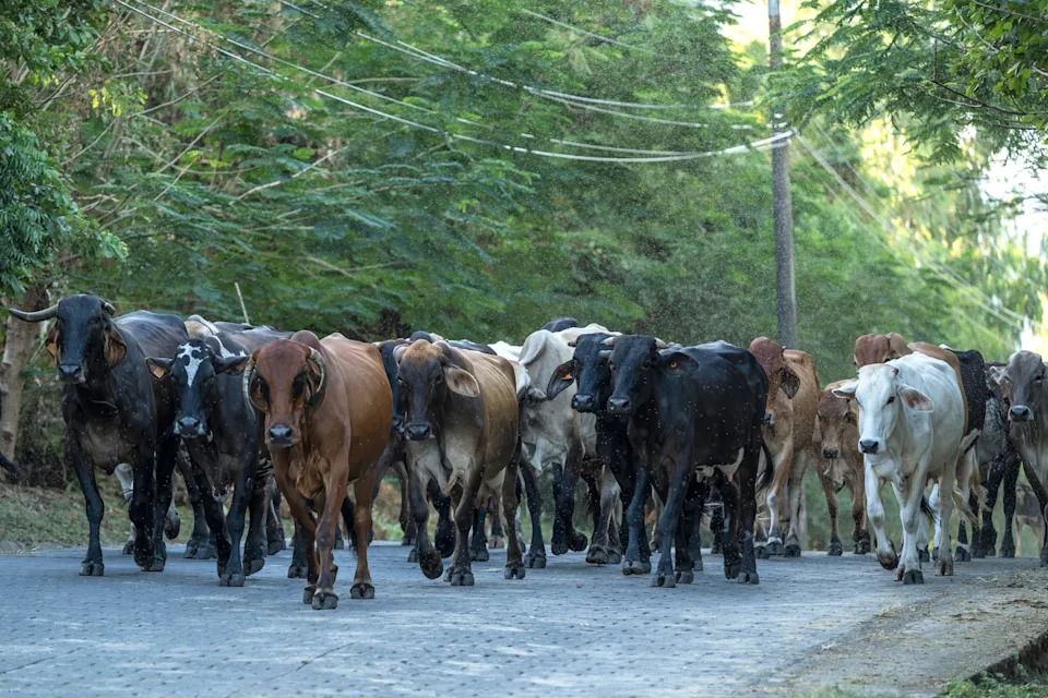 STOCK IMAGE/Getty Images - PHOTO: In this undated file photo, cattle are shown on a road on Ometepe Island, Rivas State, Nicaragua.