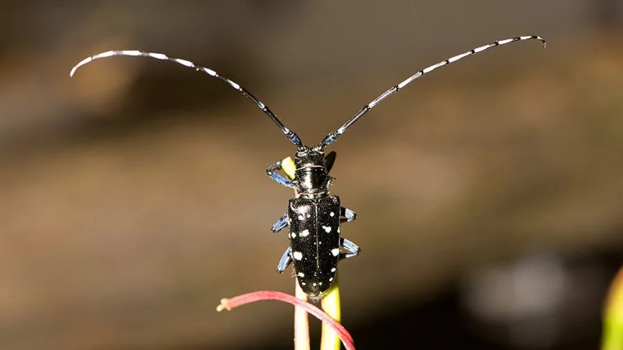 USDA encourages Michigan to check for invasive Asian longhorned beetle