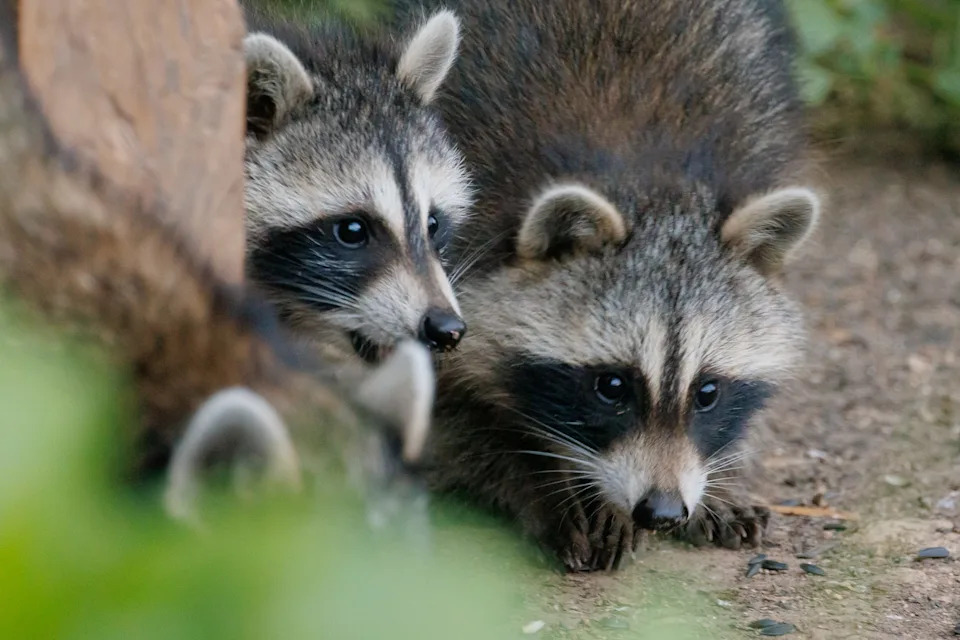 Just askin': So, you trapped a live raccoon on your property in Ohio. Now what?