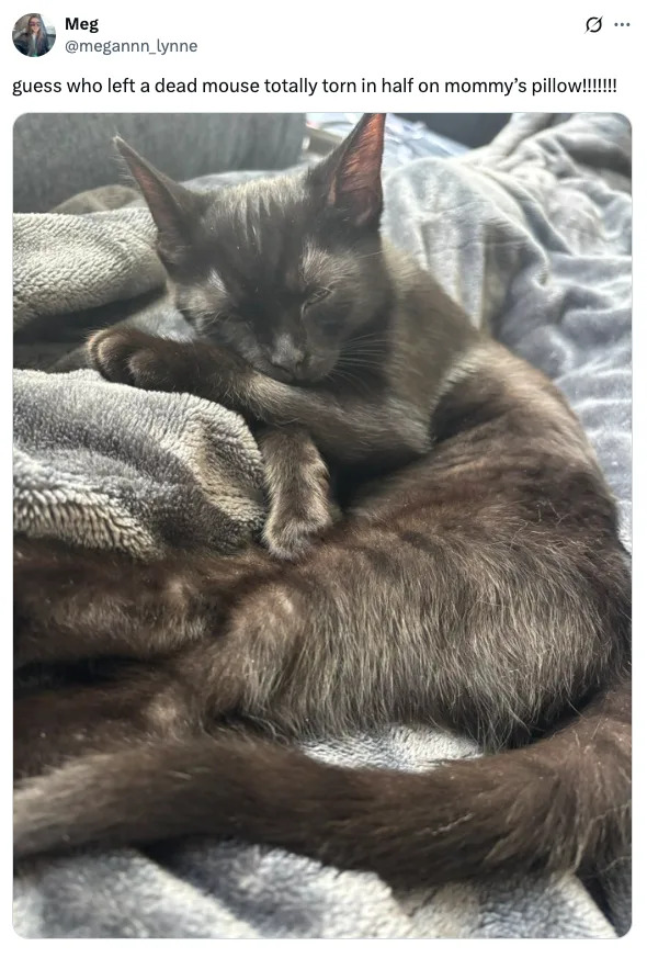 A cat sleeps curled up on a blanket, with a playful caption about it leaving a mouse