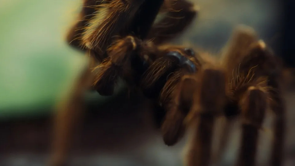 Tarantulas are on the move this fall