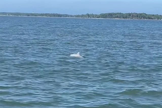 Captain John Shields The albino dolphin