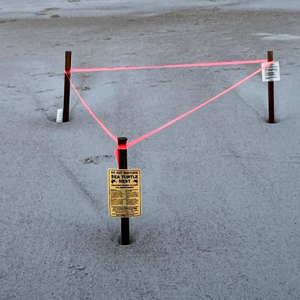 Early morning beach walkers have been advised to be 'extra vigilant' around the nests (The Beaches Sea Turtle Patrol)