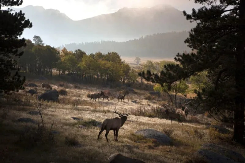A bull elk bugles inside Rocky Mountain National Park. Many park service sites received comments about the need to increase the visibility of Indigenous cultures, including Rocky Mountain National Park, Pinnacles National Park and the National Park of American Samoa. Hugh Carey/Colorado Sun via ZUMA Press Wire/dpa