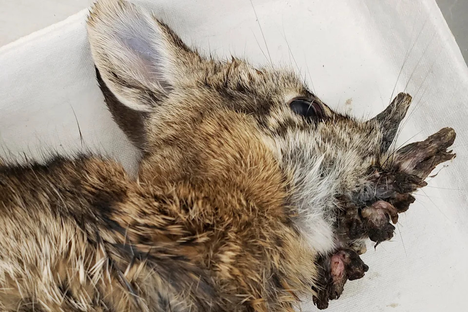 Rabbits in Colorado are sprouting "horns." Here's why.