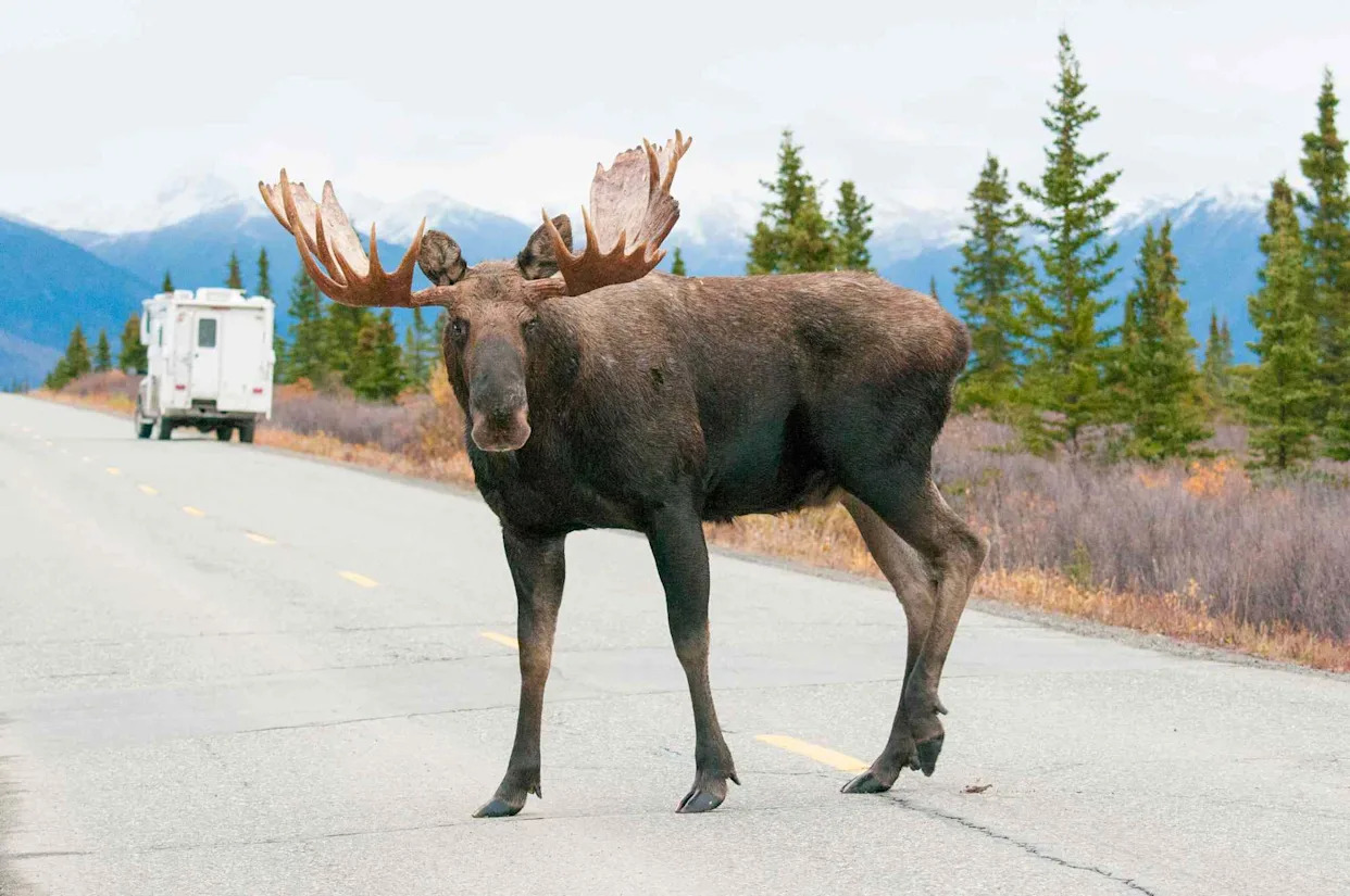 Man Dies After His Car Hit a Moose Near Alaska’s Denali National Park
