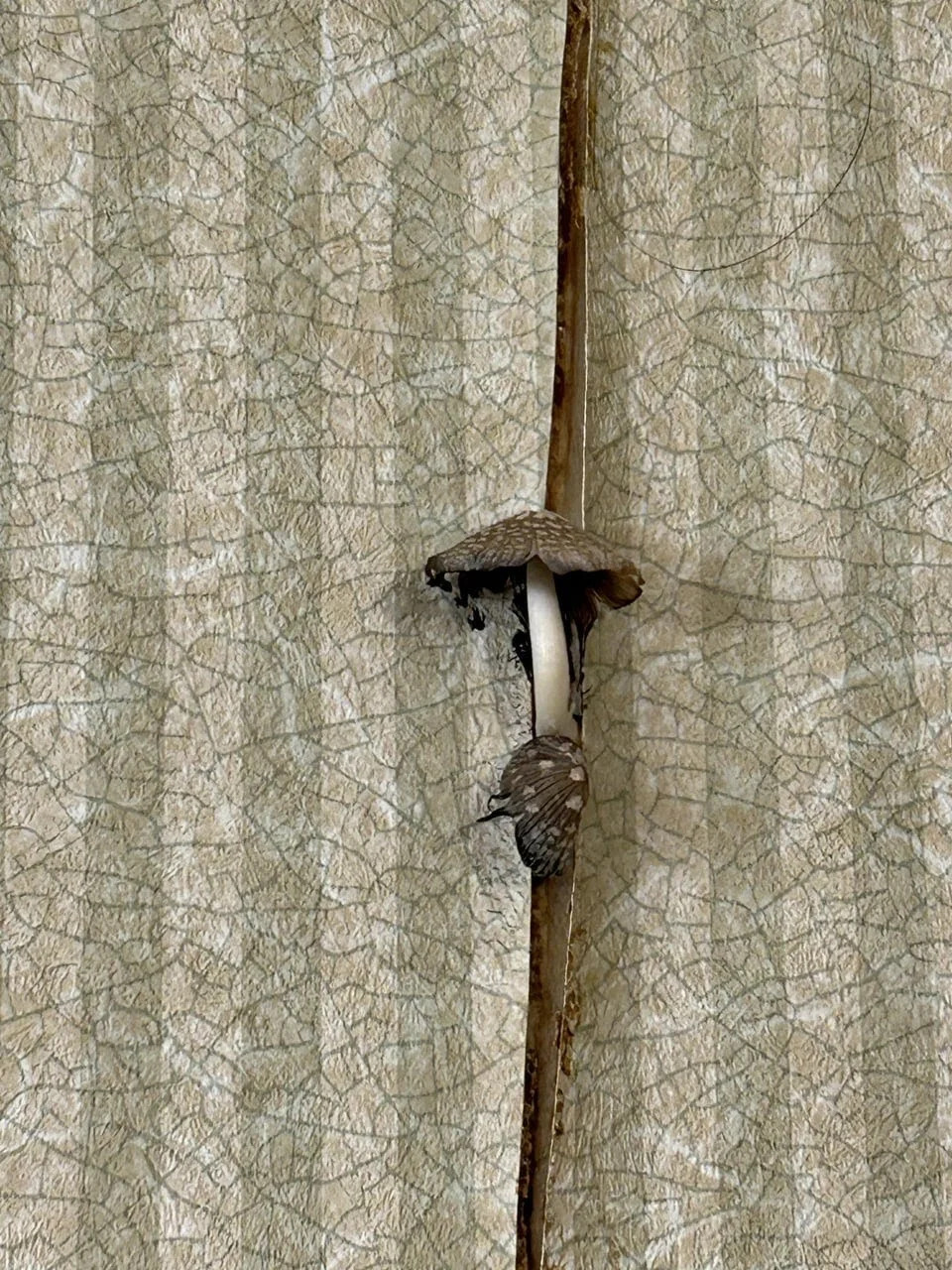 Mushrooms, as photographed in November 2025, began growing out of the wallpaper in Ohio State University student Kyra Alvarello's dorm room after a water leak damaged more than a dozen rooms in Lawrence Tower. Today, the dorm remains closed to students, though it's unclear what the residence hall's future will be.