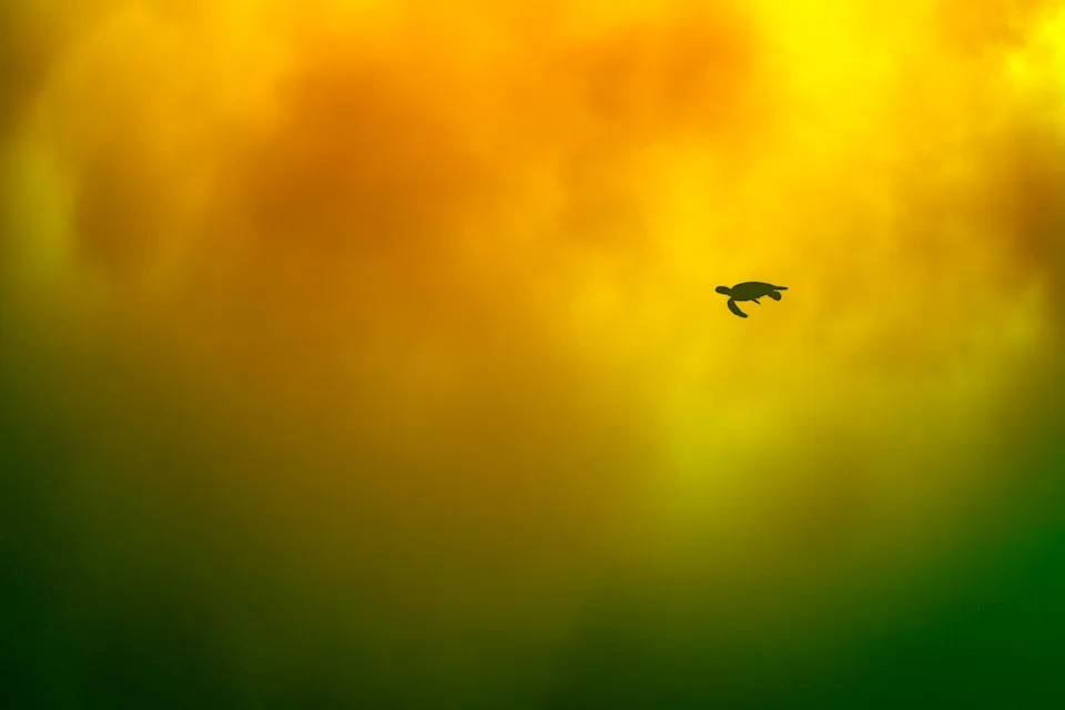 An underwater view of a sea turtle swimming past orange-and-green colored cloudy patches