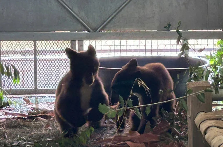 Rescued orphaned bear cub trio gets second chance at Southern California wildlife center