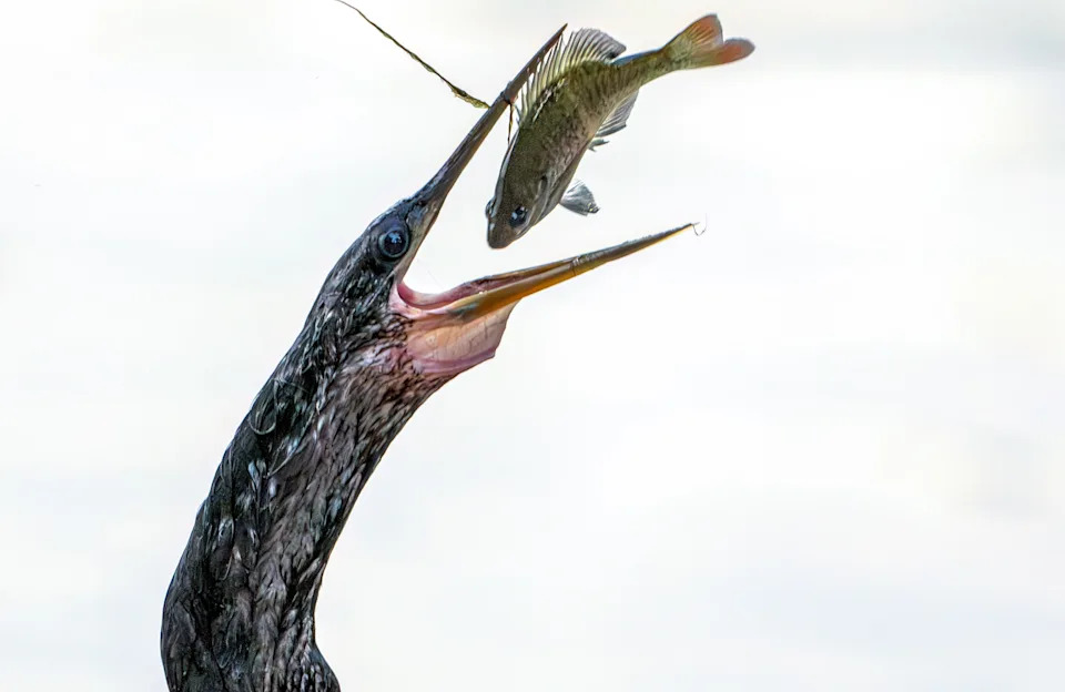 A seabird flips a fish into its beak.
