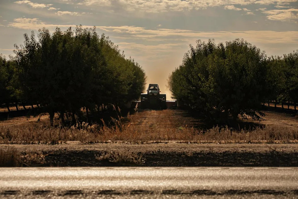 A tractor clears the rows in an orchard