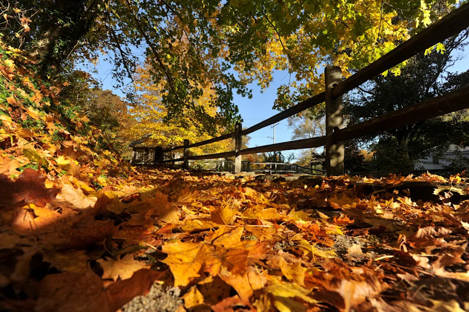 Oct. 23, 2024 BREWSTER, MA
Maple leaves cover the path around the Stony Brook Grist Mill.
Merrily Cassidy/Cape Cod Times