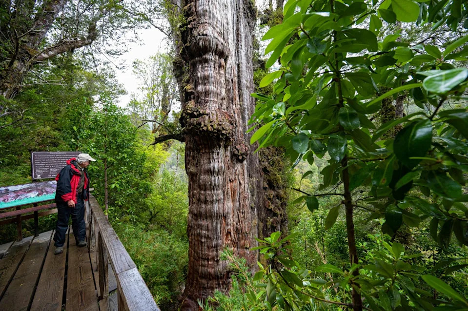 Antonio Lara, a researcher from the laboratory of the Faculty of Science and Climate of the Austral University, observes the  92 ft tall 'Alerce Milenario' tree in Valdivia, Chile, in April 2023 (AFP/Getty)