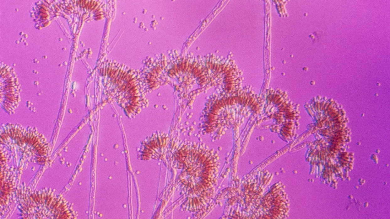 Penicillin is a substance produced by penicillium mold. About 80% of people with a penicillin allergy will lose the allergy after about 10 years. <a href="https://www.gettyimages.com/detail/photo/penicillin-royalty-free-image/523738556" rel="nofollow noopener" target="_blank" data-ylk="slk:Clouds Hill Imaging Ltd./Corbis Documentary via Getty Images;elm:context_link;itc:0;sec:content-canvas" class="link ">Clouds Hill Imaging Ltd./Corbis Documentary via Getty Images</a>
