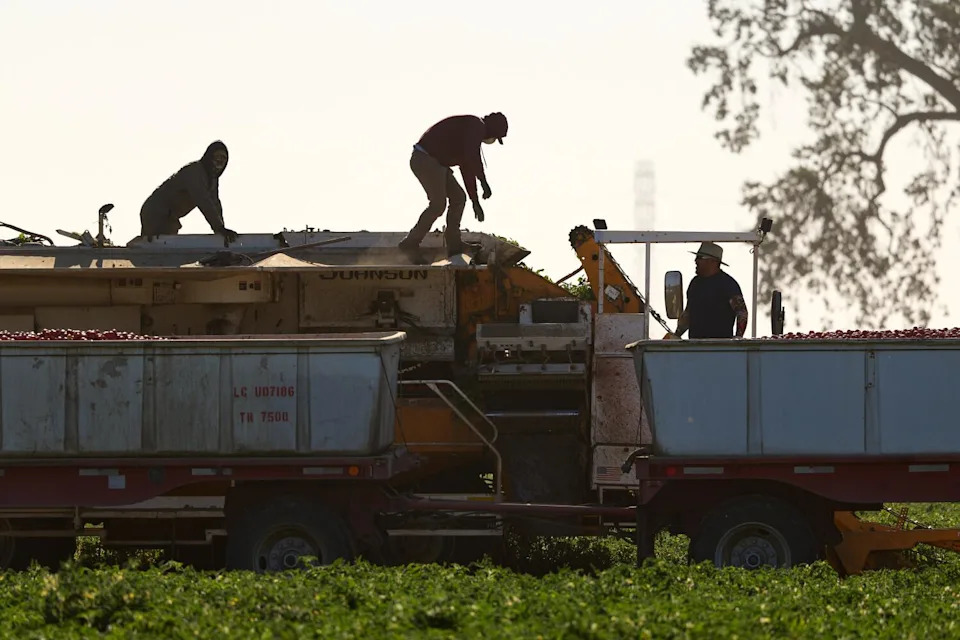 Farmworkers make adjustments to machinery while harvesting tomatoes Friday in Woodland.