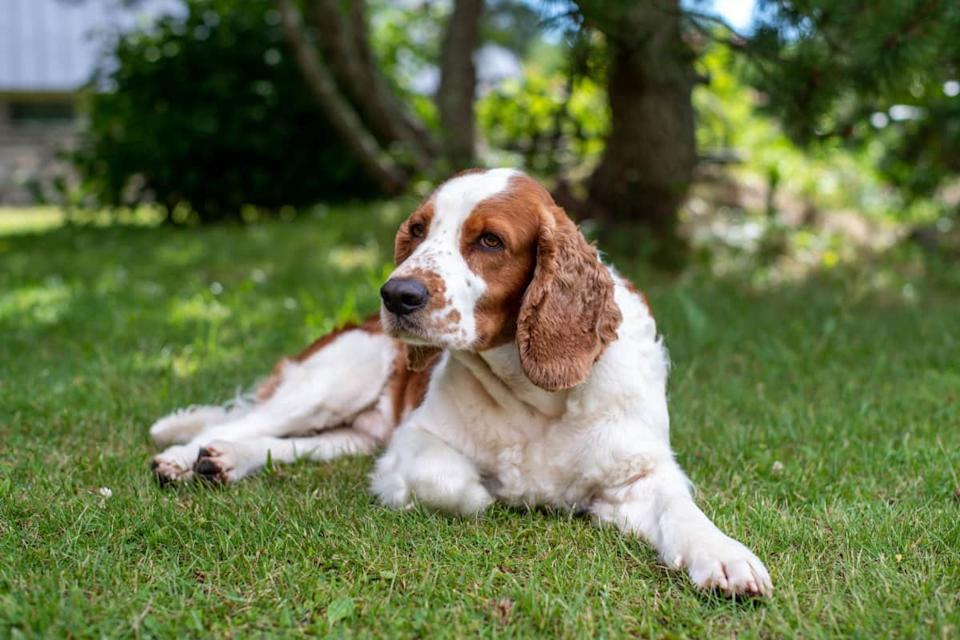 Perro recolector de trufas de la raza springer spaniel