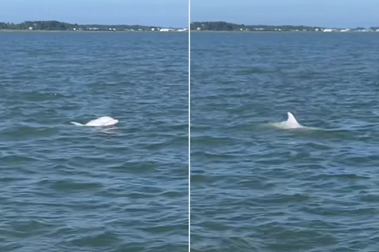 Extremely Rare Albino Dolphin Spotted Swimming Off the Coast of Virginia in Amazing Footage