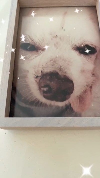 【 小柳ルミ子 】愛犬・先代ルルの命日に “2人のルル” を悼む「あなた達がいないと生きて行けないよ」