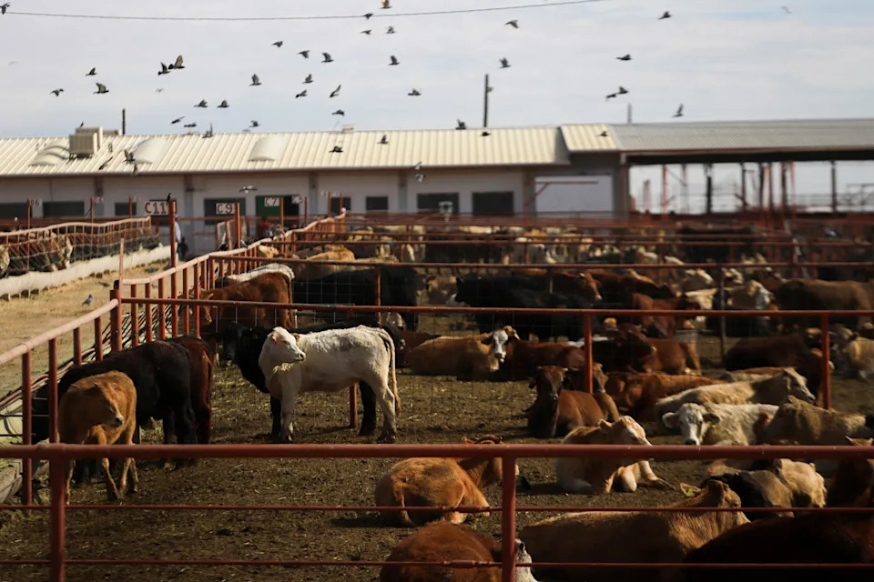 Christian Torres/Anadolu via Getty Images - PHOTO: Cattle are detained in the pens of the Chihuahua Regional Livestock Union in Ciudad Juarez, Mexico on November 27, 2024.