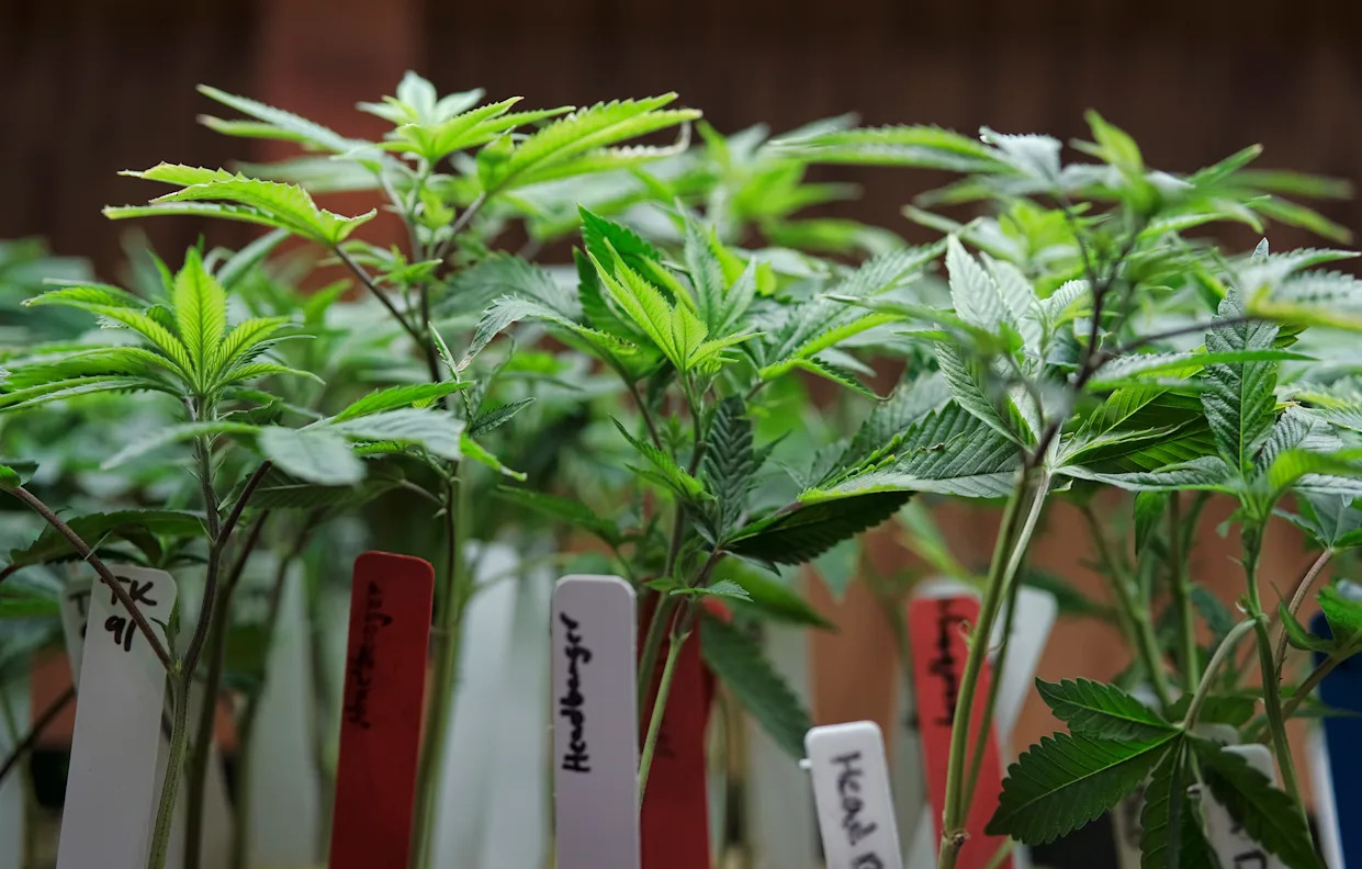 Trump says he'll make a decision on reclassifying marijuana in the coming weeks