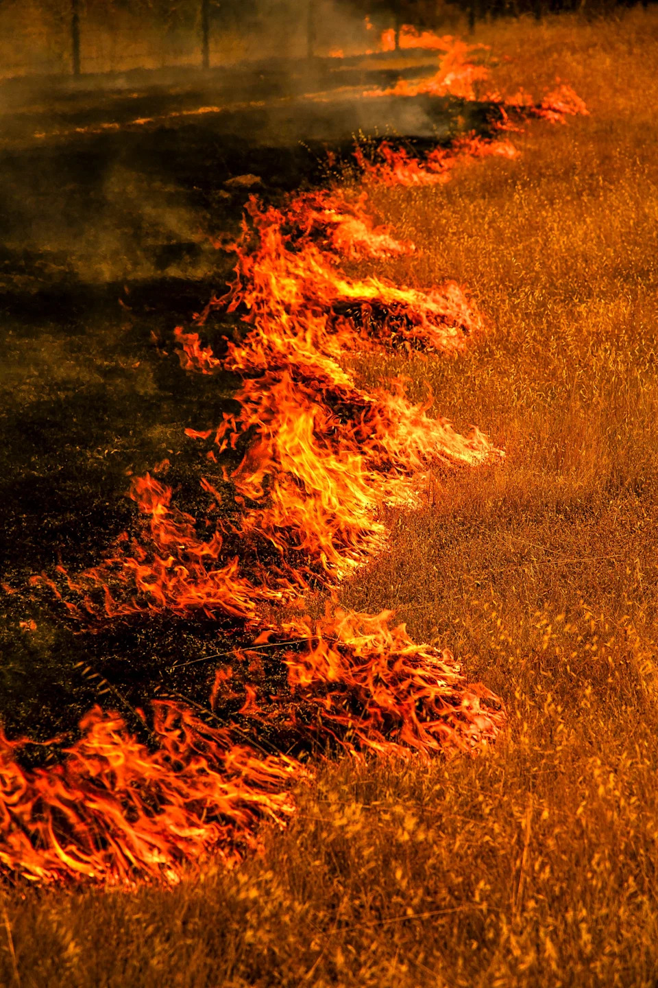 Gifford Fire burns 30,000 acres in Los Padres National Forest on August 2, 2025. Flames sweep through rugged terrain near Santa Maria, California, forcing evacuations and endangering nearby communities and wildlife.