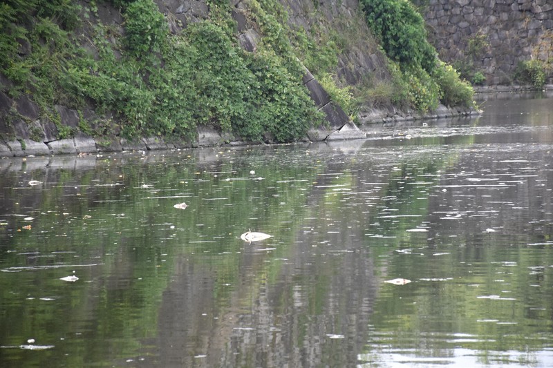 大阪城の外堀で魚が大量死、酸欠が原因か　コイなど数十匹