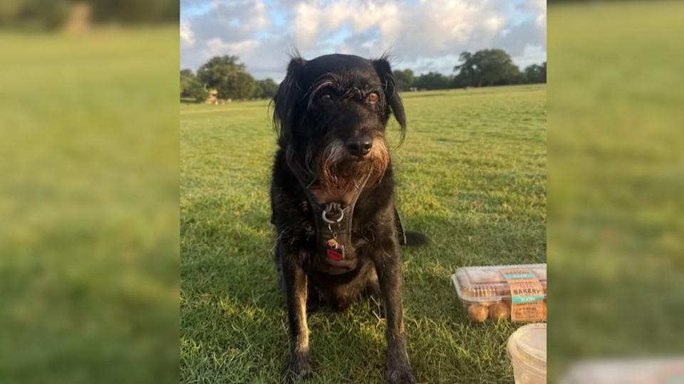 Rotten: Austin Thieves Steal Food Blogger’s Dog, Car
