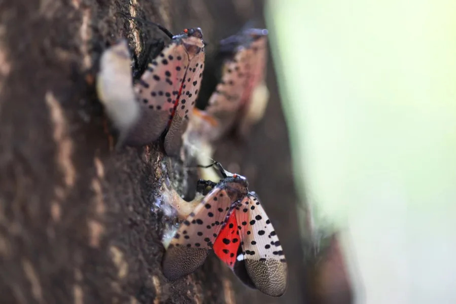 Invasive spotted lanternfly spread continues in West Virginia: ‘Squash it immediately!’