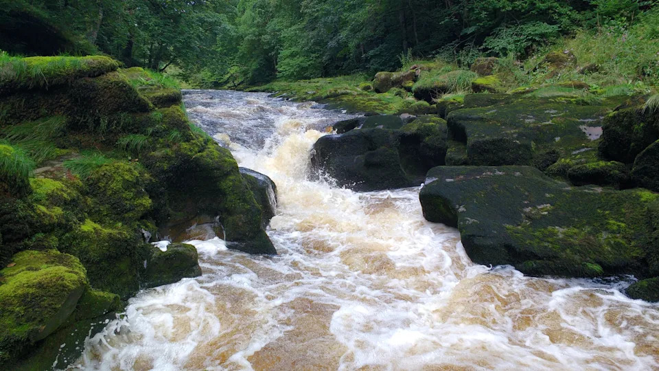 Rocky stream flowing through a lush, forested area, surrounded by greenery and moss-covered rocks
