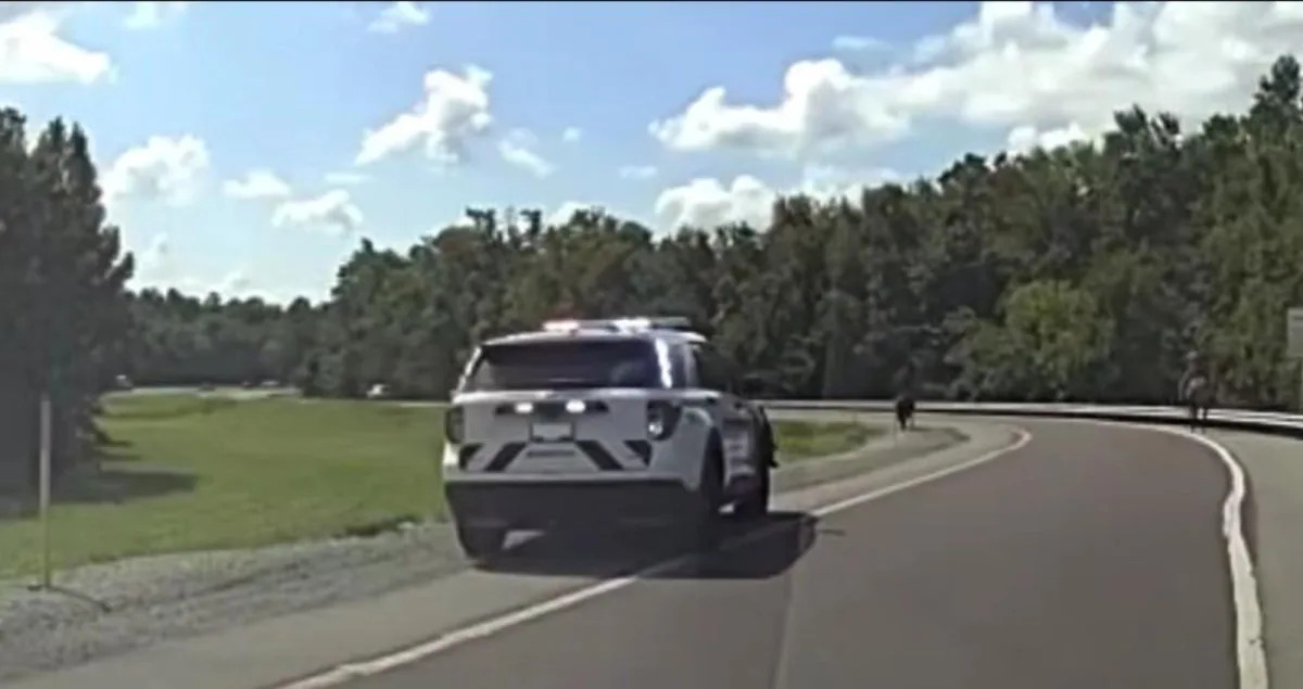 Watch: 'Large cow' spotted on Illinois overpass wrangled by deputies