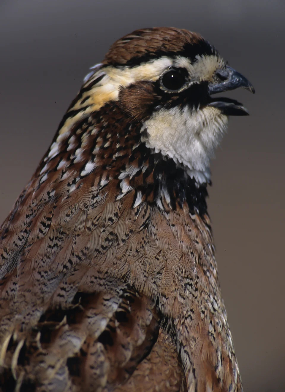 Ohio landowners can get paid to restore native grasslands