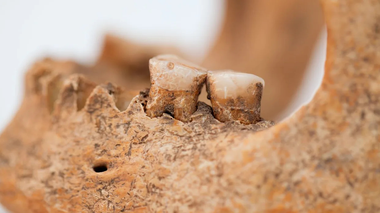 Scientists Found 13 Ancient Teeth That May Rewrite Human Evolution