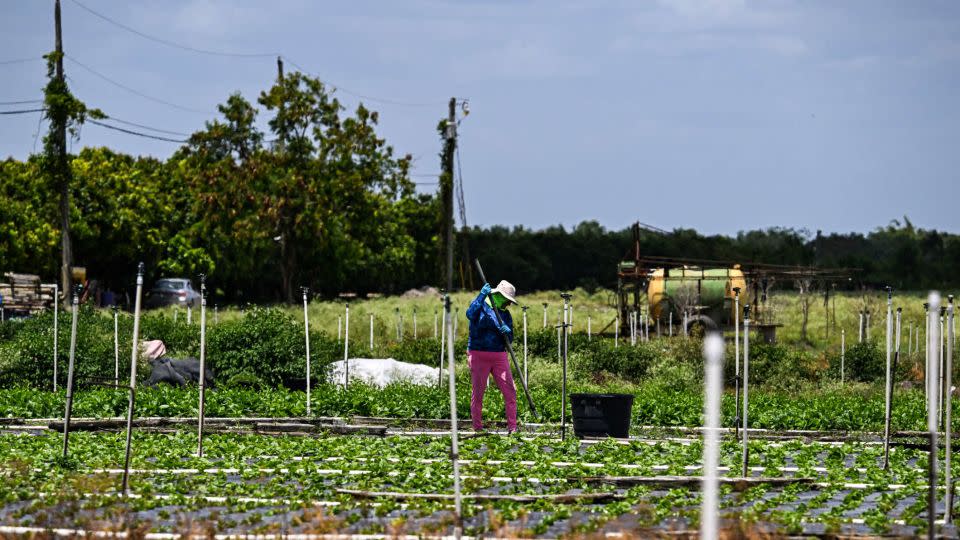 Este agricultor perdió la mitad de su fuerza laboral por las deportaciones. Ahora también está perdiendo su cosecha