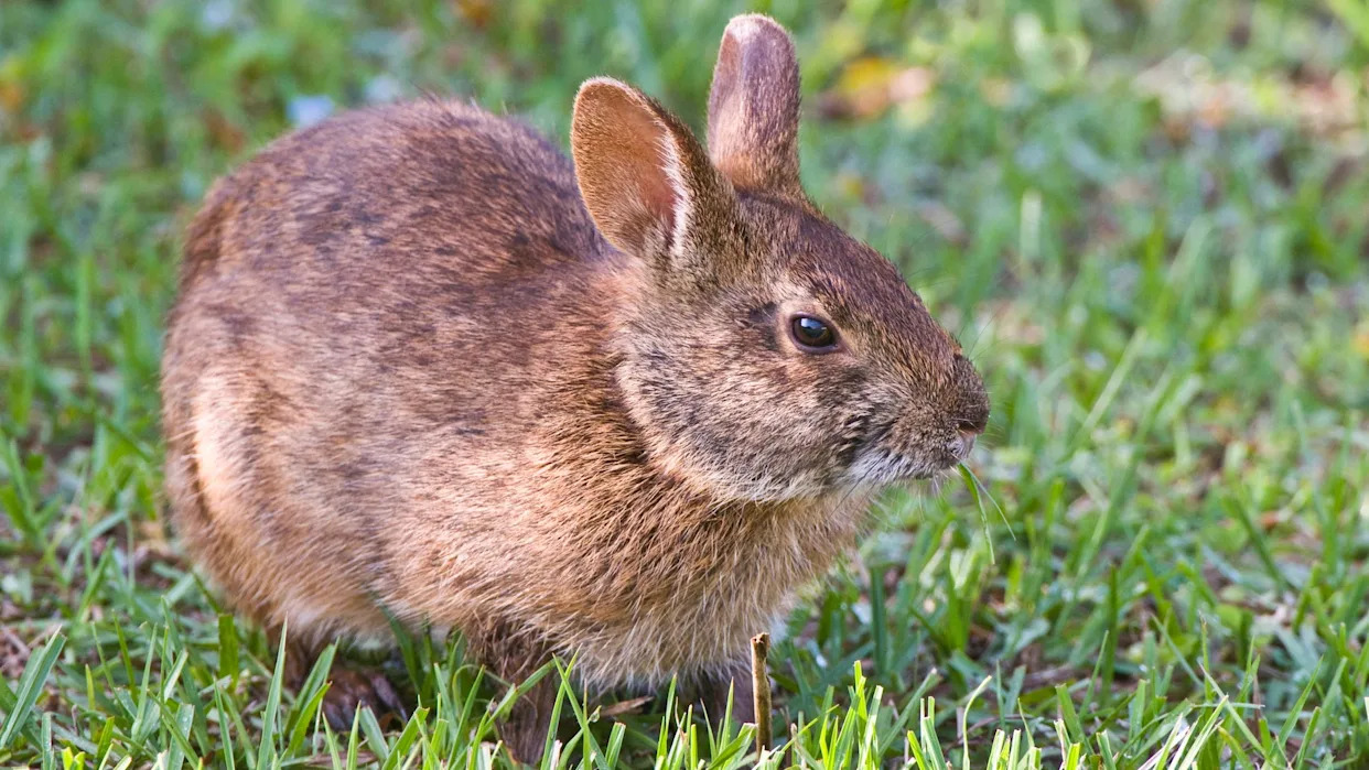 Marsh Rabbit, Sylvilagus floridanus. Dark brown, small-footed rabbit found in wetlands from SE Virginia to Florida. Green Cay Wetlands, Delray Beach, Florida.