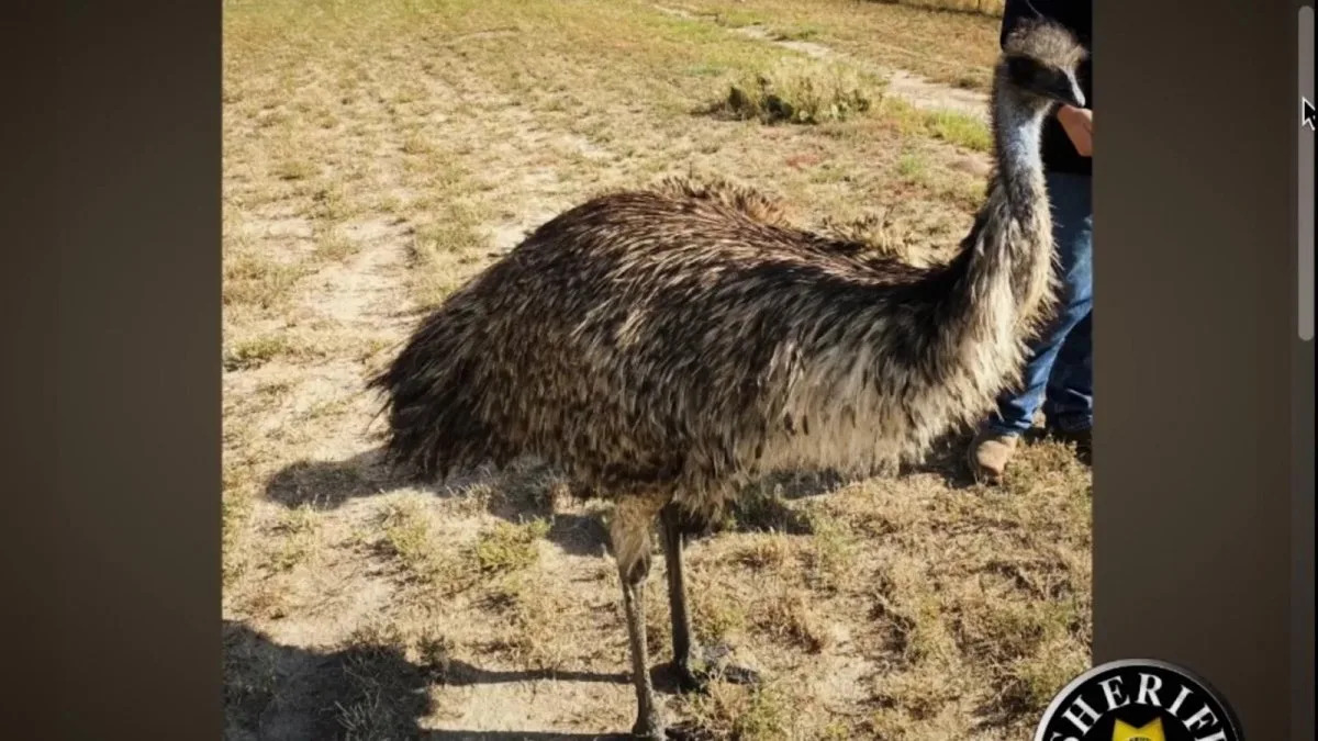Watch: Colorado deputies wrangle their second loose emu in one week